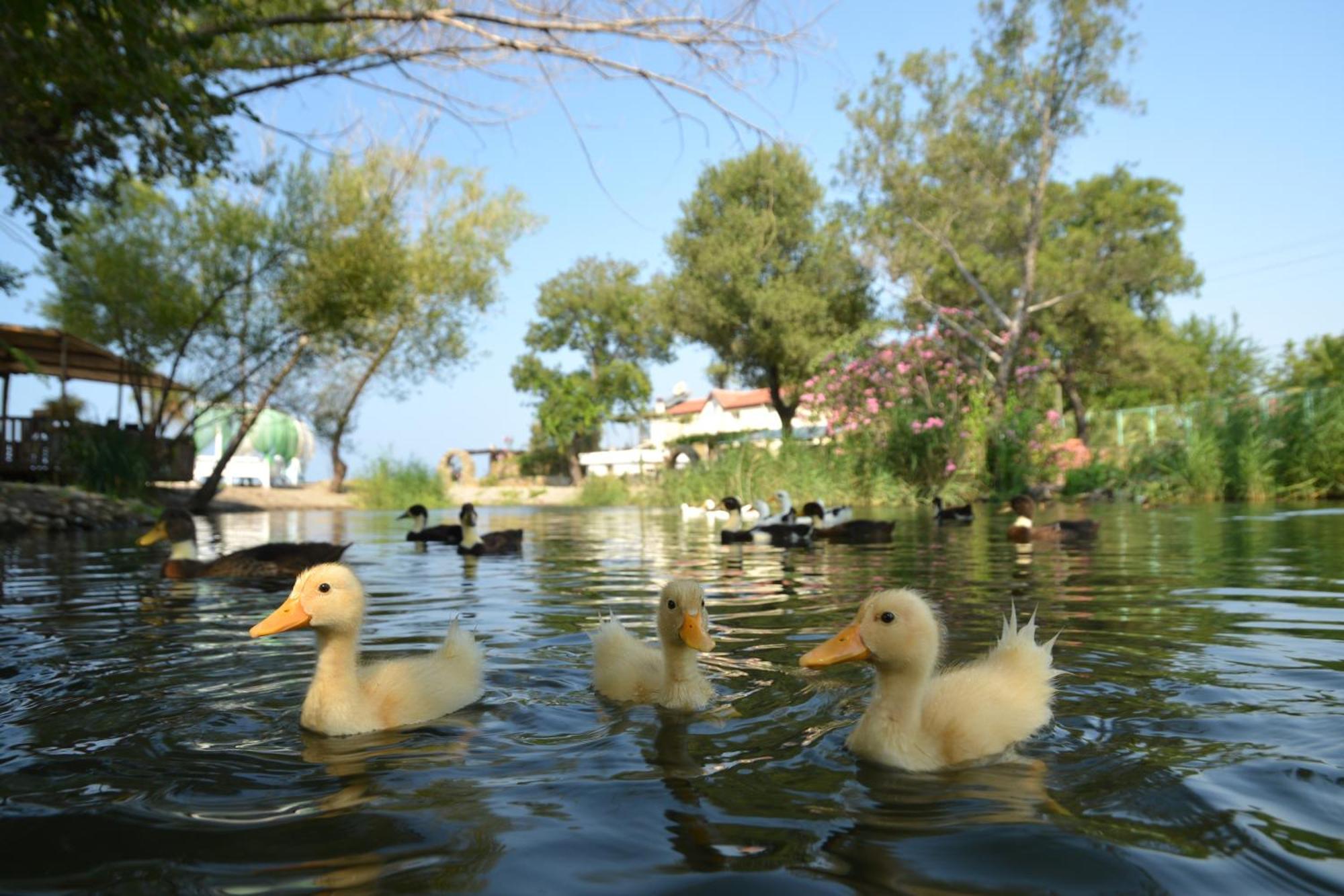 Yonca Lodge Fethiye Exterior foto